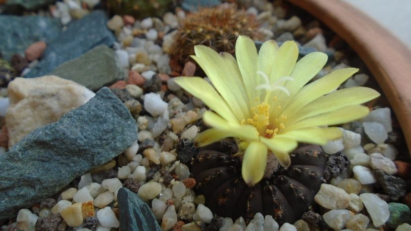 Frailea castanea - Cactusi 2020 evolutie vara bis