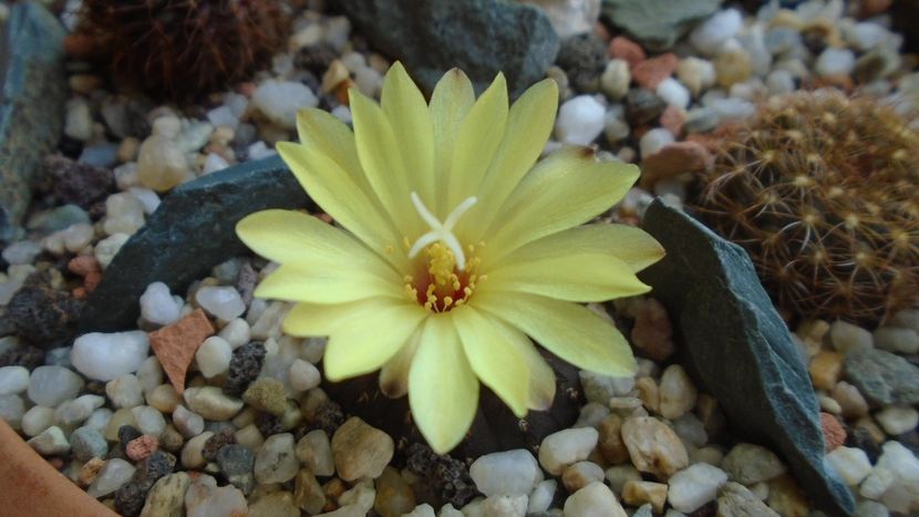 Frailea castanea - Cactusi 2020 evolutie vara bis