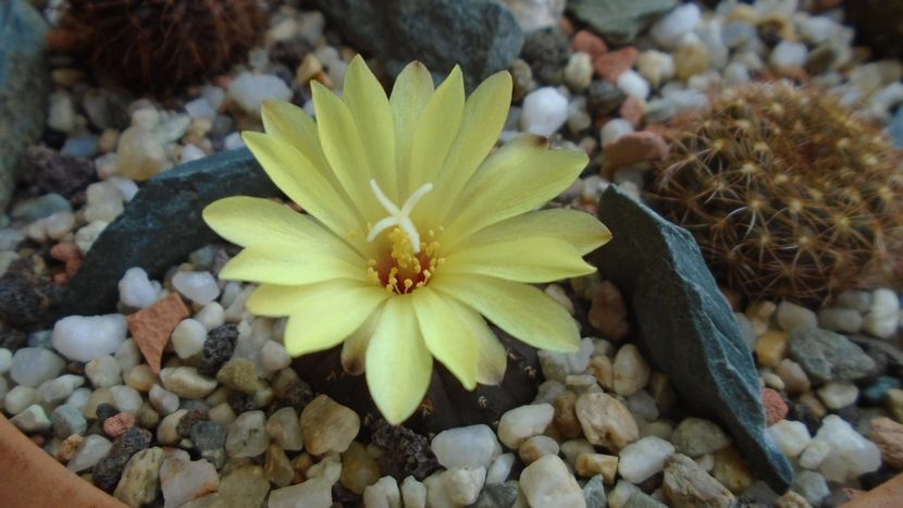Frailea castanea - Cactusi 2020 evolutie vara bis
