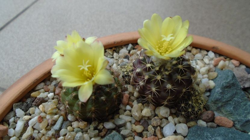 Frailea  pulcherrima (Frailea pygmaea) & Frailea buenekeri - Cactusi 2020 evolutie vara bis