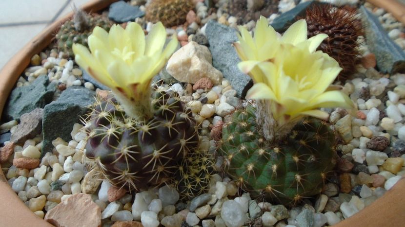 Frailea  pulcherrima (Frailea pygmaea) & Frailea buenekeri - Cactusi 2020 evolutie vara bis