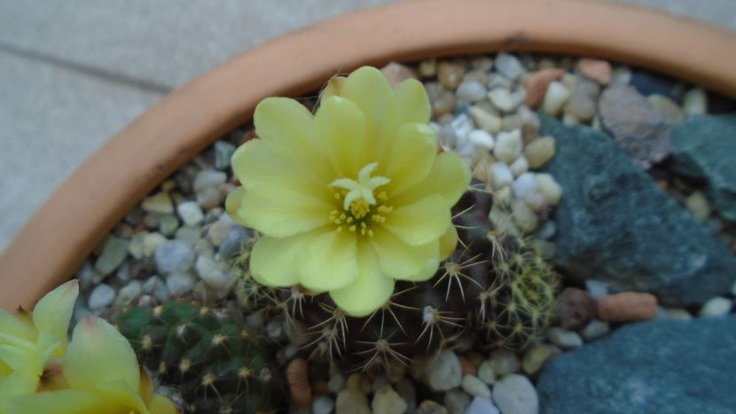 Frailea buenekeri - Cactusi 2020 evolutie vara bis
