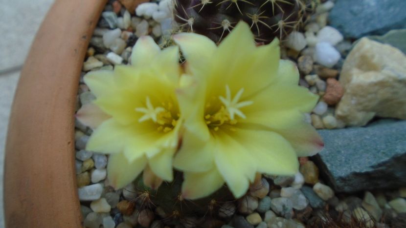Frailea  pulcherrima (Frailea pygmaea) - Cactusi 2020 evolutie vara bis