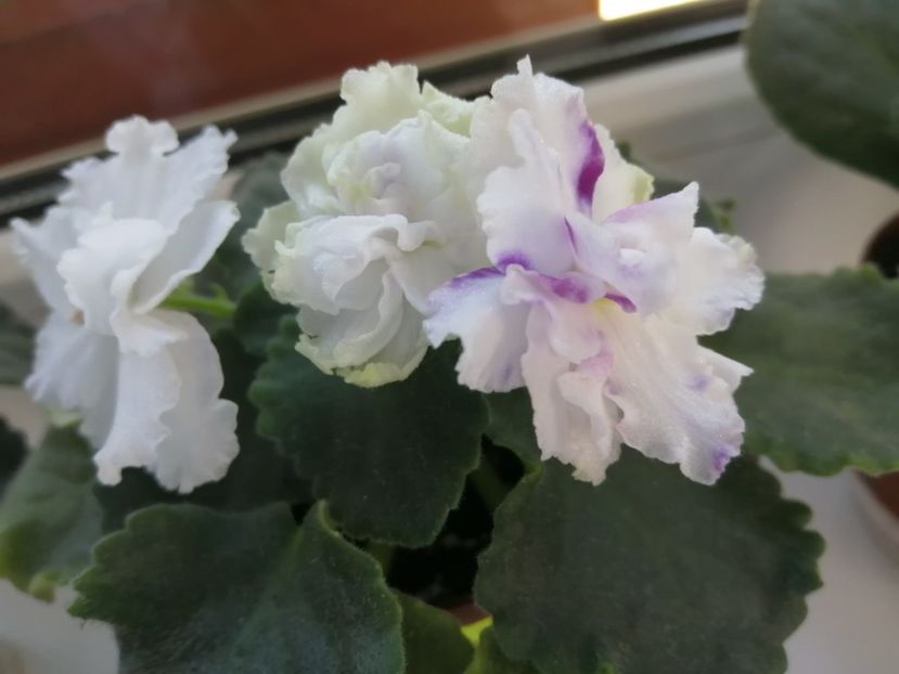  - Le Chateau Margaux