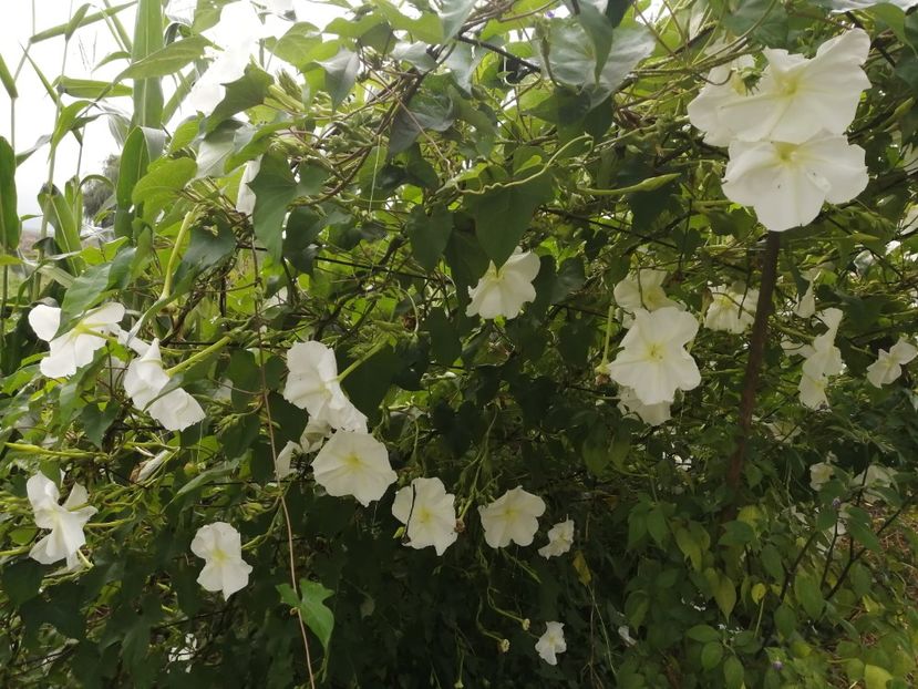  - SEMINTE ZORELE - IPOMOEA ALBA- MOONFLOWER