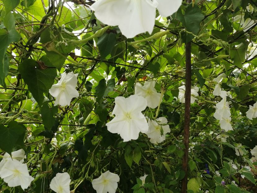  - SEMINTE ZORELE - IPOMOEA ALBA- MOONFLOWER