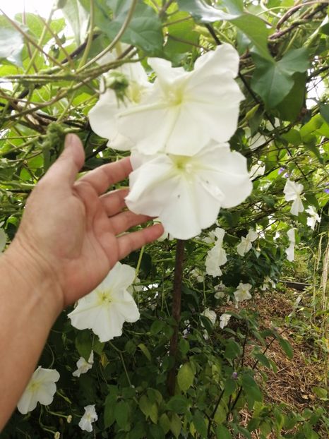  - SEMINTE ZORELE - IPOMOEA ALBA- MOONFLOWER