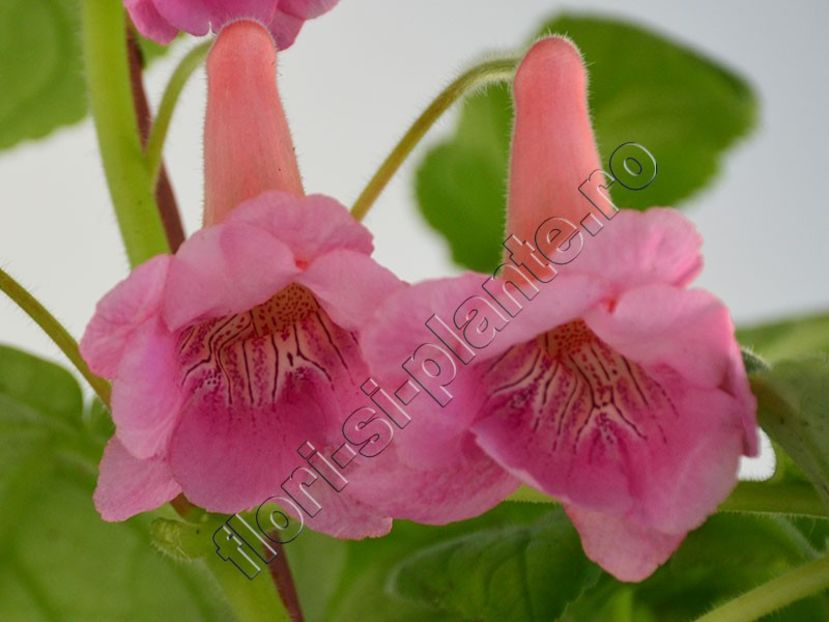 Sinningia EW s Hercules - GLOXINIA-SINNINGIA _COLECTIA 2020_2024