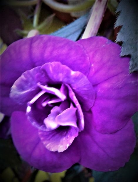 - 000013 ACHIMENES