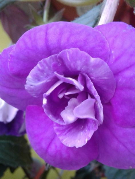  - 000013 ACHIMENES