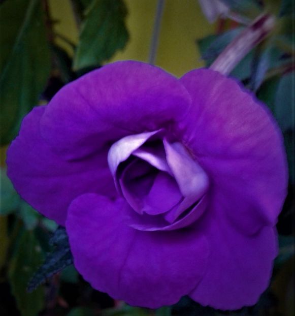  - 000013 ACHIMENES