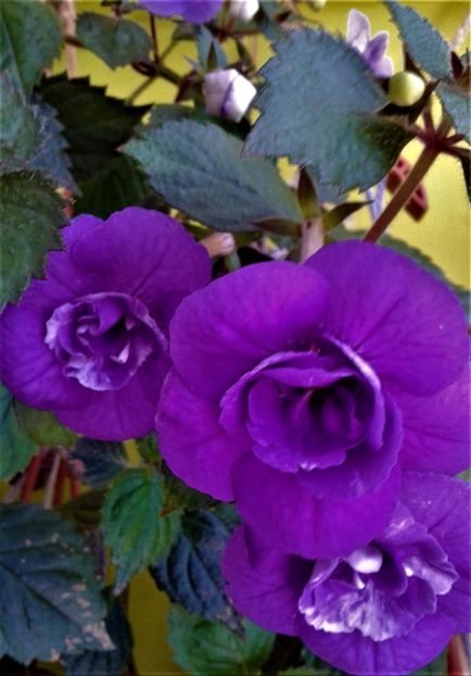  - 000013 ACHIMENES
