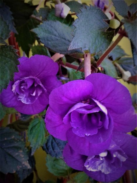  - 000013 ACHIMENES