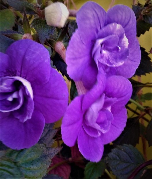 - 000013 ACHIMENES