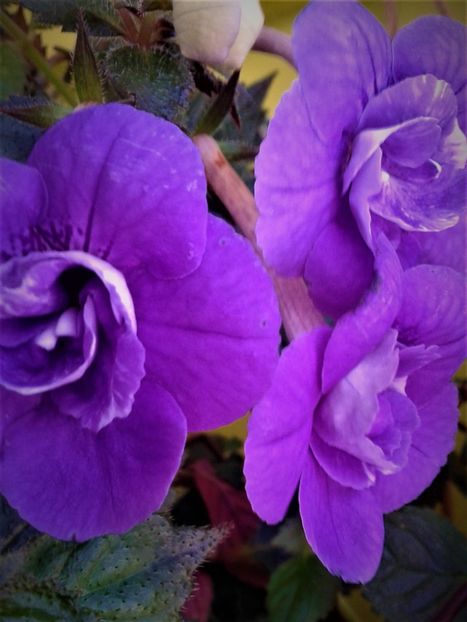  - 000013 ACHIMENES