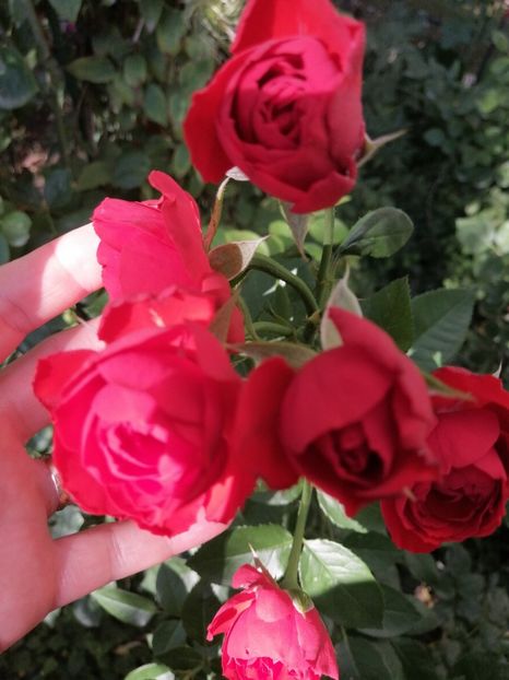 Red Piano - Buchete de trandafiri