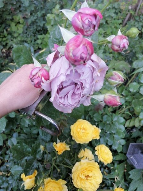 Novalis și Julia Child - Buchete de trandafiri