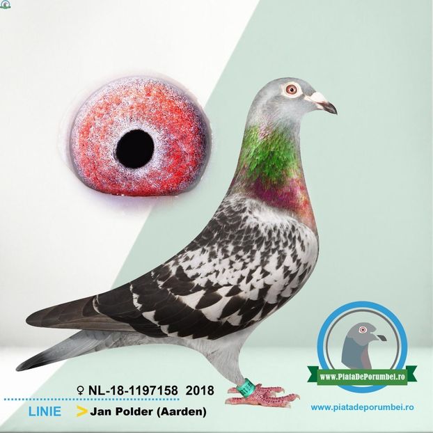  - Porumbei super top 2020 achizitii