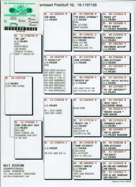 33812a1197158 - Porumbei super top 2020 achizitii