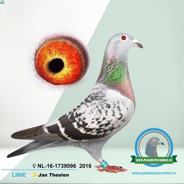  - Porumbei super top 2020 achizitii