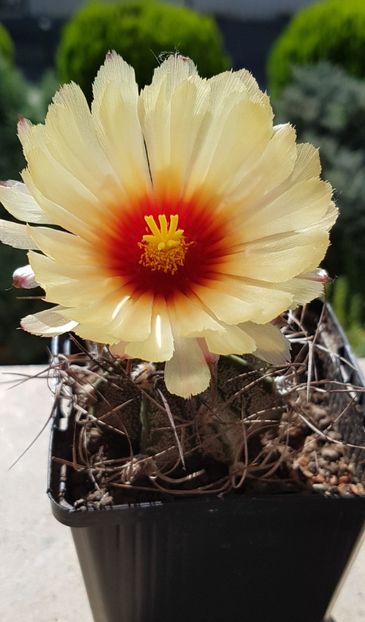 Astrophytum capricorne - Astrophytum