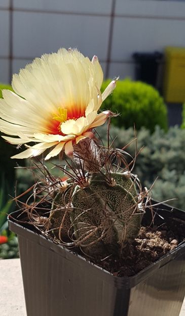 Astrophytum capricorne - Astrophytum