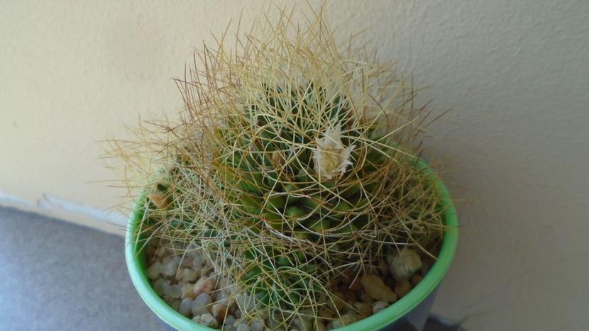 Mammillaria decipiens ssp. camptotricha - Cactusi 2020 evolutie vara bis