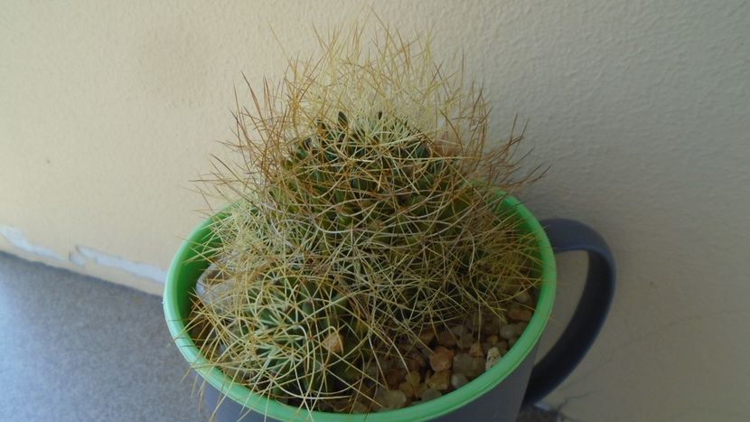 Mammillaria decipiens ssp. camptotricha - Cactusi 2020 evolutie vara bis