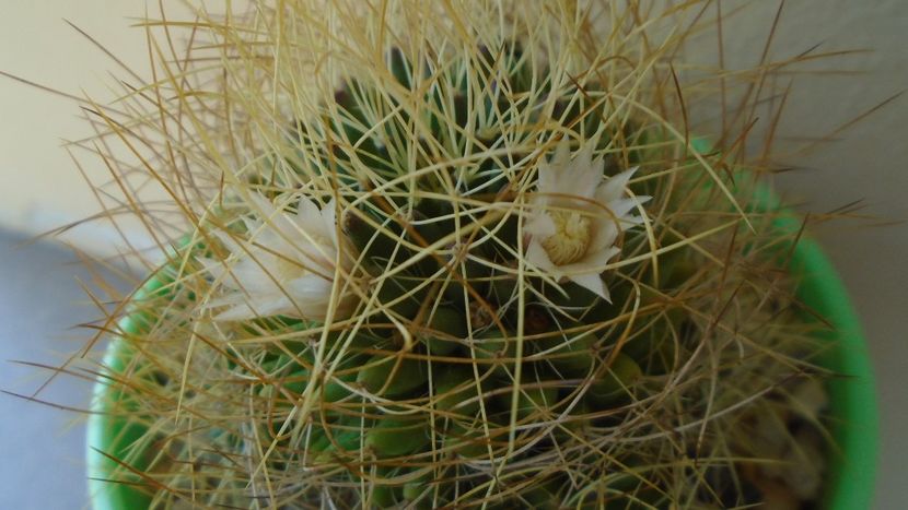 Mammillaria decipiens ssp. camptotricha - Cactusi 2020 evolutie vara bis
