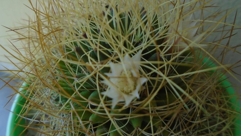 Mammillaria decipiens ssp. camptotricha - Cactusi 2020 evolutie vara bis