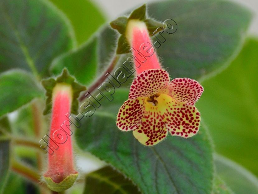 Kohleria Ni s Evelina - KOHLERIA II 3