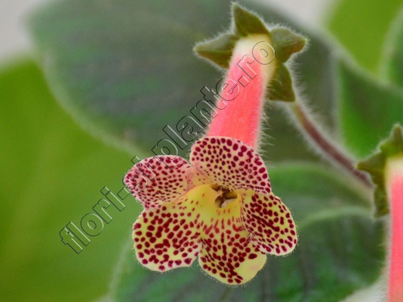 Kohleria Ni s Evelina - KOHLERIA II 3