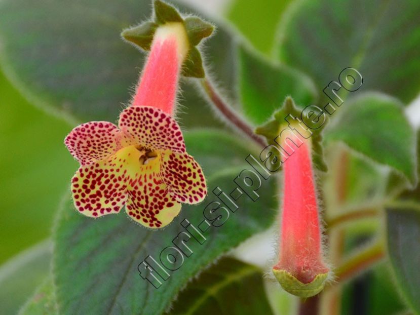 Kohleria Ni s Evelina - KOHLERIA II 3