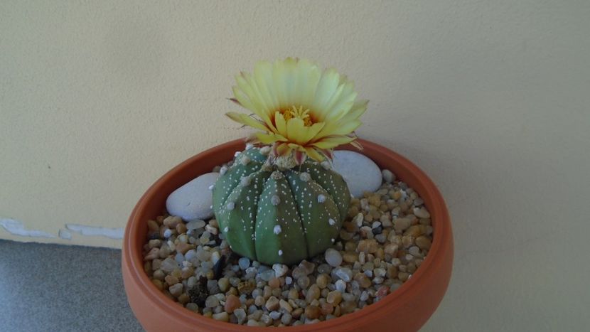 Astrophytum asterias hb. - Cactusi 2020 evolutie vara bis