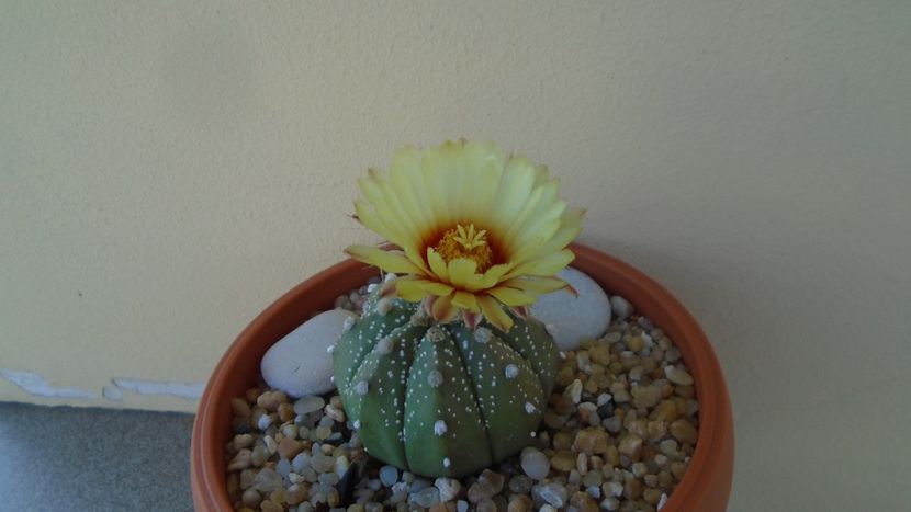 Astrophytum asterias hb. - Cactusi 2020 evolutie vara bis