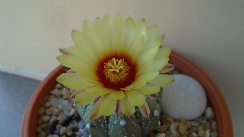 Astrophytum asterias hb. - Cactusi 2020 evolutie vara bis
