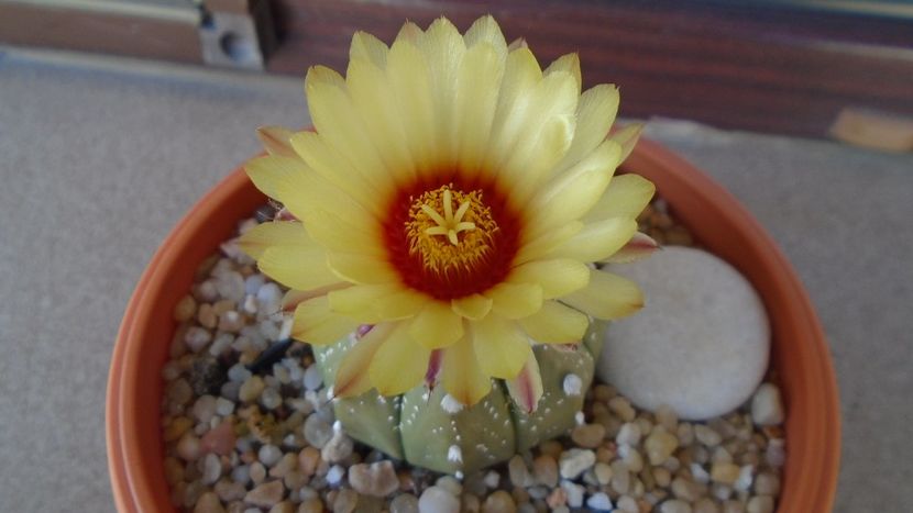 Astrophytum asterias hb. - Cactusi 2020 evolutie vara bis