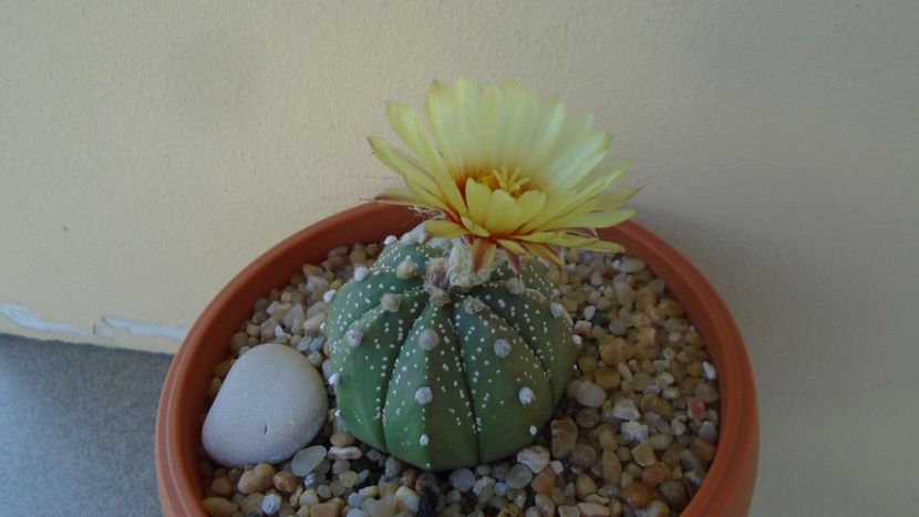Astrophytum asterias hb. - Cactusi 2020 evolutie vara bis