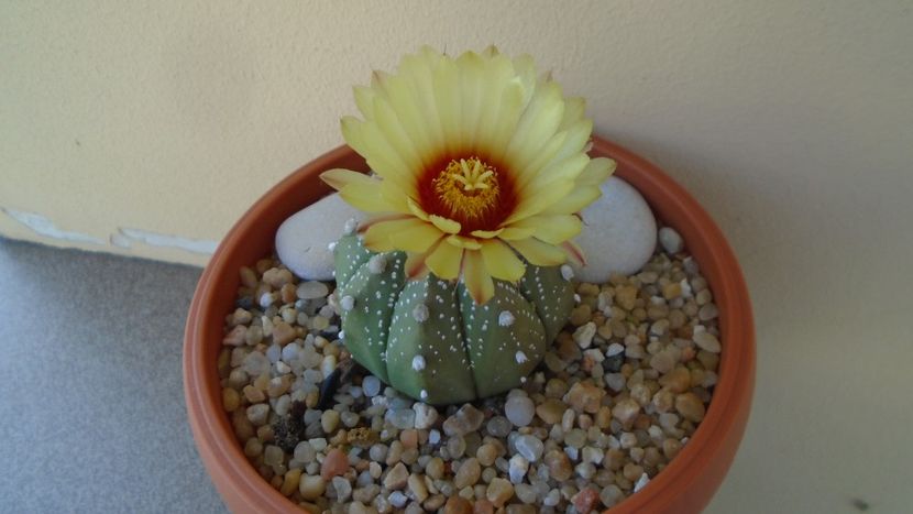 Astrophytum asterias hb. - Cactusi 2020 evolutie vara bis