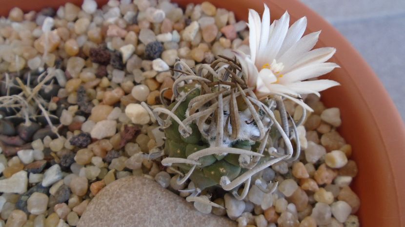Turbinicarpus klinkerianus - Cactusi 2020 evolutie vara bis