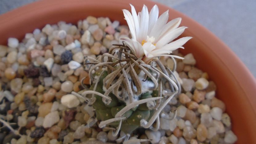 Turbinicarpus klinkerianus - Cactusi 2020 evolutie vara bis