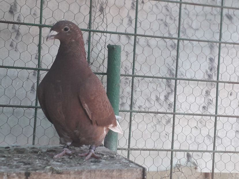 20200829_130220(0) - Rosii standard