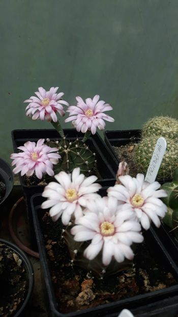  - 5 Cactuși
