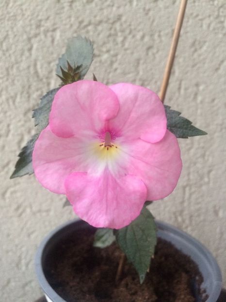 29.08.2020– Harecroft - Achimenes 2020