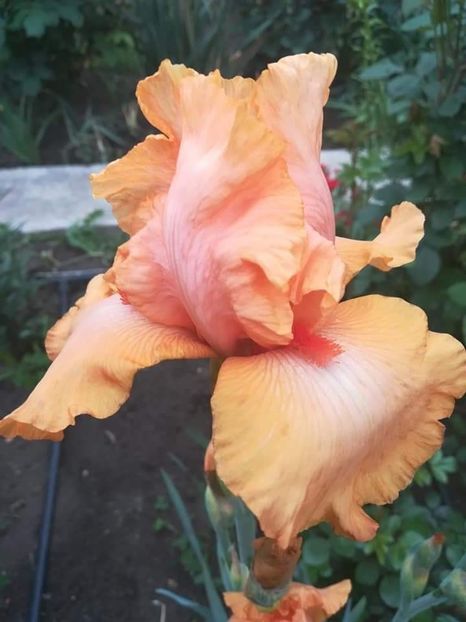 received_661641604678636 - Iriși 2020