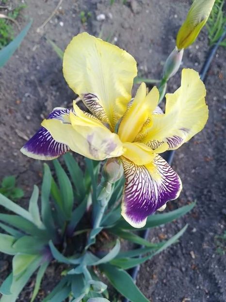 received_576915552952459 - Iriși 2020