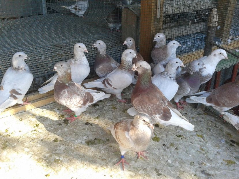 Fotografie0012 (3) - TRESTII DE VINZARE 2020