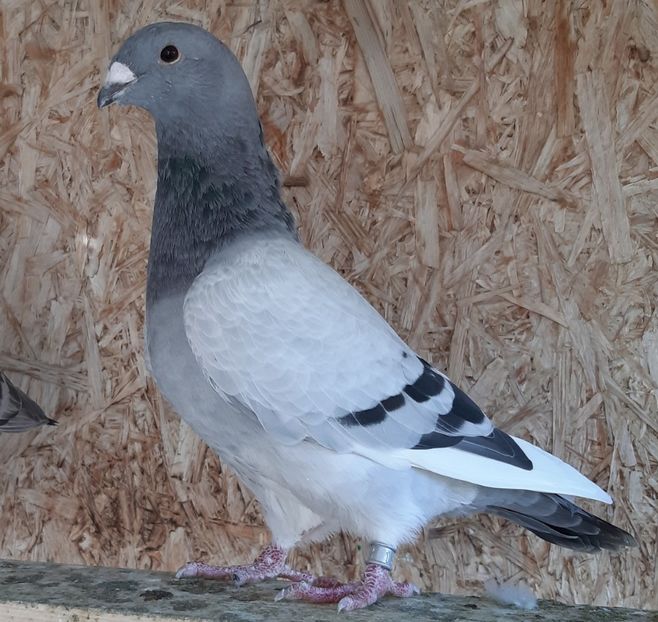  - Voiajori standard pui 2020