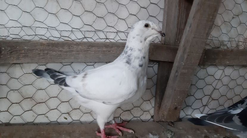  - Voiajori standard pui 2020