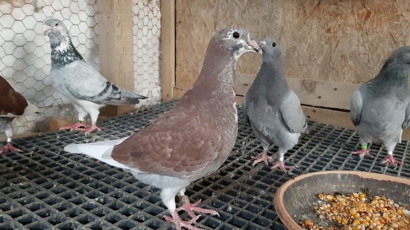  - Voiajori standard pui 2020